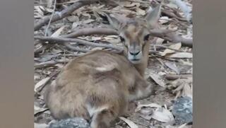 העופר לאחר שהושב למשפחתו