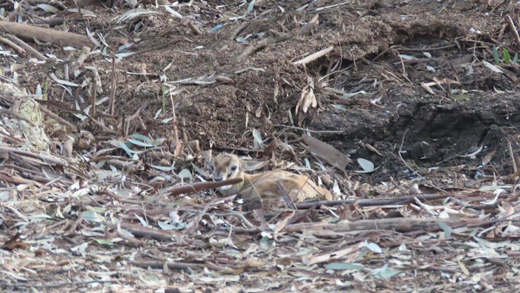 העופר לאחר שהושב למשפחתו