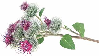 צמח הבורדוק. נחשב לצמח מטהר, בעיקר בהקשר לכבד, לעור ולמערכת העיכול