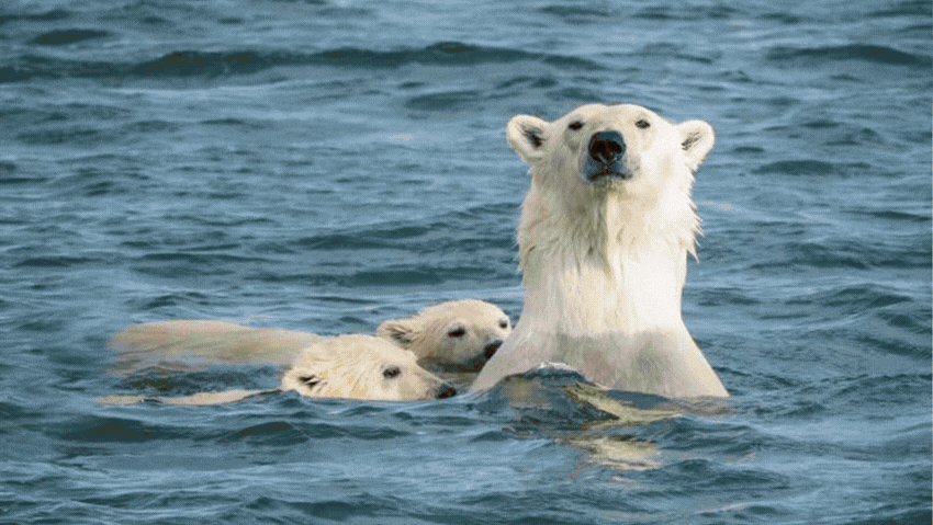 מחיבוק של אמא ועד מסע בעדר: משפחות בטבע