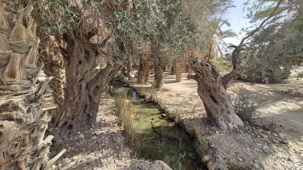 Photo: Assaf Kamar נווה מדבר