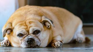 עודף משקל בקרב כלבים עלול לגרום ללחץ תוך-עיני גבוה 