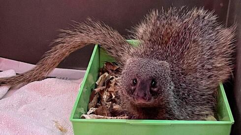 הנמייה שחייה ניצלו