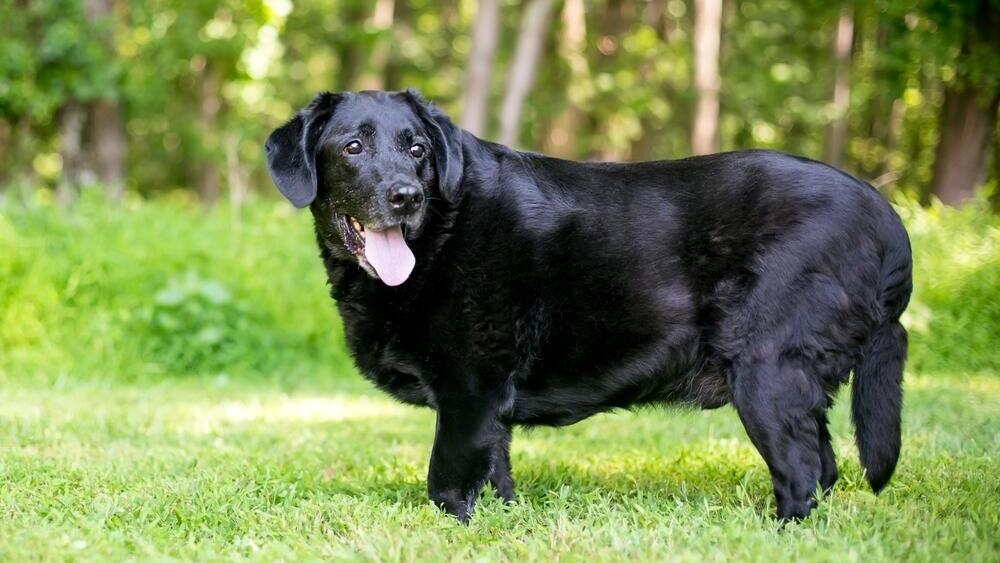 כלב לברדור רטריבר בעודף משקל
