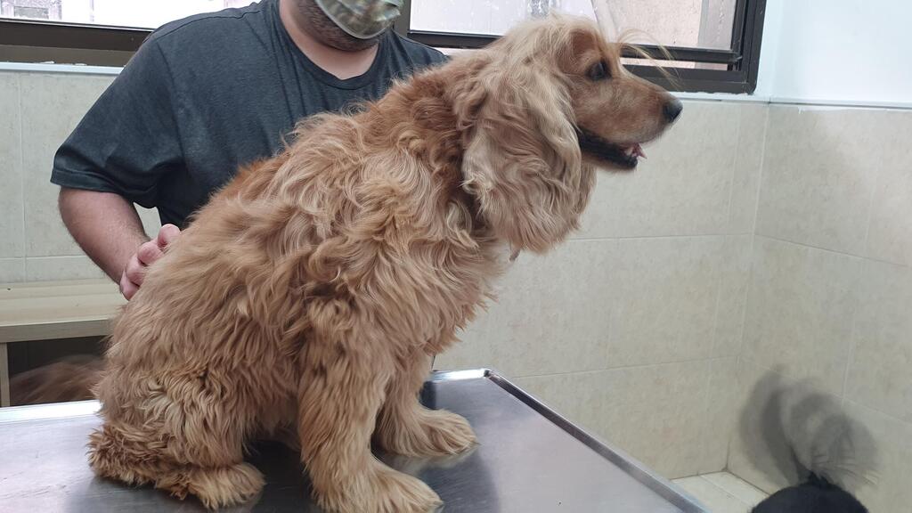 פאקו, קוקר ספניאל בעודף משקל, שהשתתף במחקר שבחן את הקשר בין השמנה לעלייה בלחץ התוך־עיני בכלבים