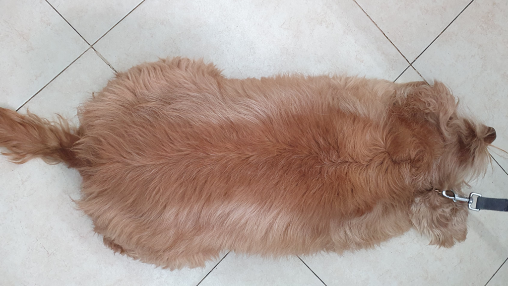 פאקו, קוקר ספניאל בעודף משקל, שהשתתף במחקר שבחן את הקשר בין השמנה לעלייה בלחץ התוך־עיני בכלבים