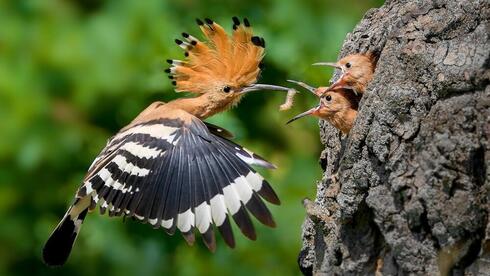 דוכיפת מאכילה את גוזליה