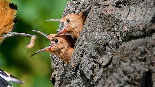 דוכיפת מאכילה את גוזליה