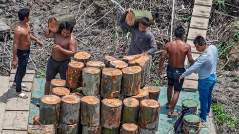 כורתי עצים באמזונס הפרואני