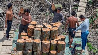 כורתי עצים באמזונס הפרואני