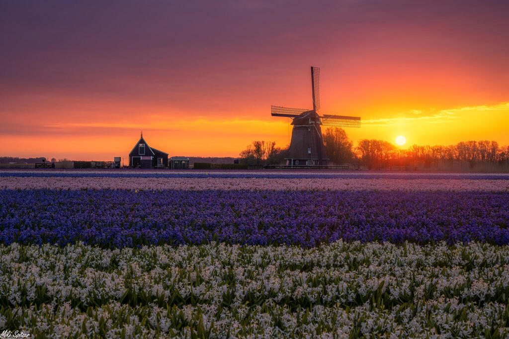 זריחה כתומה בהולנד