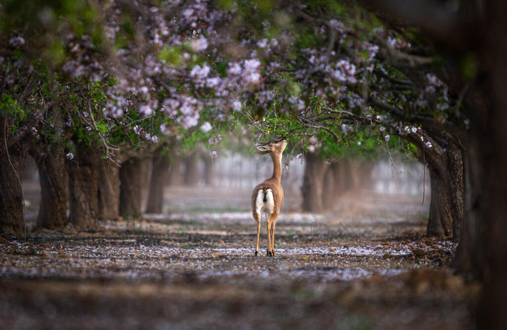 צבי ארצישראלי