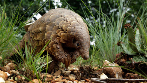 פנגולין מחפש מזון בדרום אפריקה