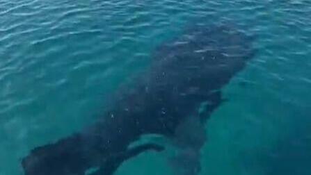 הכריש הלווייתני שנצפה במפרץ אילת