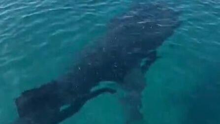 הכריש הלווייתני שנצפה במפרץ אילת