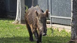 חזיר בר מסתובב ביבנה