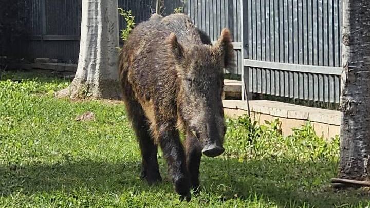 Кабан в культурном центре (Фото: мэрия Явне) חזיר בר מסתובב ביבנה