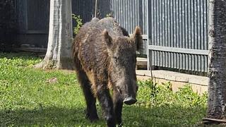 חזיר בר מסתובב ביבנה