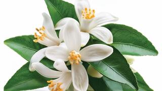 צמח הנרולי. השמן משמש להרגעה, לחיזוק הלב והנפש, ולהקלה על עומס רגשי