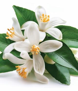 צמח הנרולי. השמן משמש להרגעה, לחיזוק הלב והנפש, ולהקלה על עומס רגשי