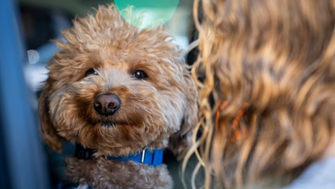 הכלב ג'ט בלו, שמצא בית חם ואוהב