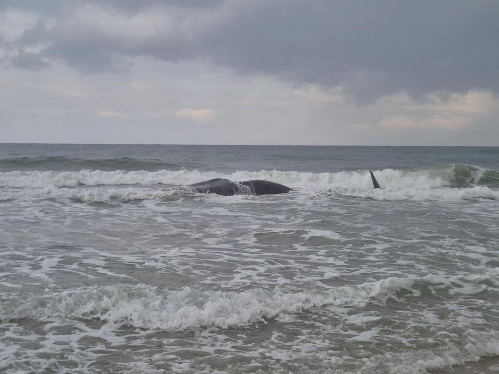 Evyatar Ben-Avi/Israel Nature and Parks Authority לווייתן ראשתן מת בחוף זיקים