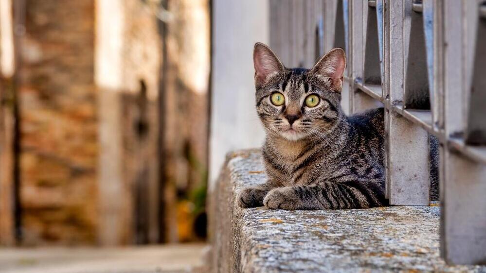 Suspect allegedly targeted cats near known colonies, trapping them in cages before torturing and killing them (Photo: Shutterstock) חתול