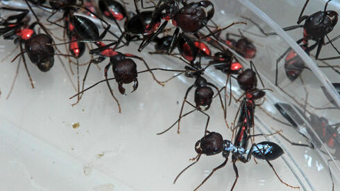 נמלה ממין נווטת שחורה מקן אחד (בכחול), באינטאקציה עם נמלים ממין דומה אך מקן אחר