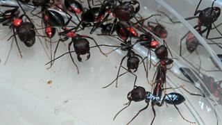 "הנווטת השחורה" חושפת סוד בן 200 מיליון שנה