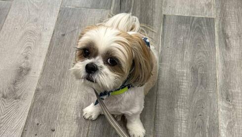 הוחזר לבעלים. הכלב טדי