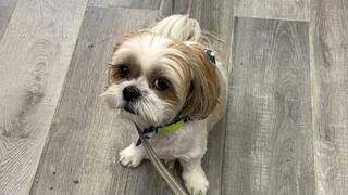 הוחזר לבעלים. הכלב טדי