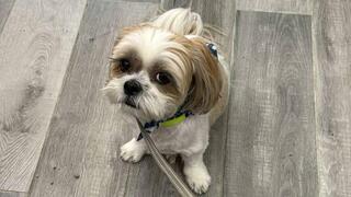 הוחזר לבעלים. הכלב טדי