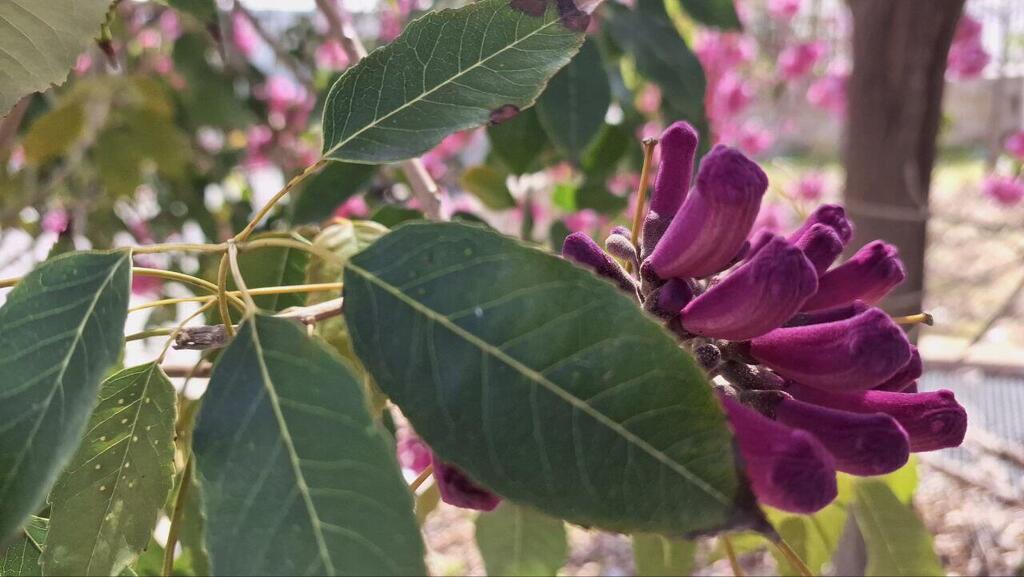 Цветки табебйи напоминают по форме трубочки (Фото: Анастасия Тадсон) Цветки табебйи напоминают по форме трубочки