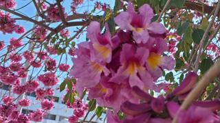  Цветение табебуйи 