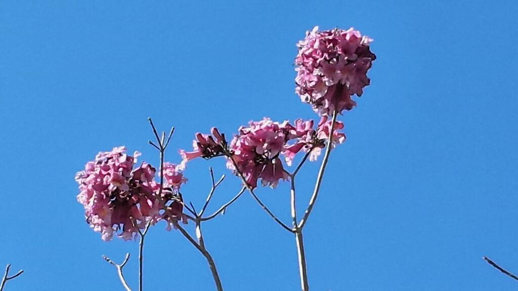 Яркие розовые соцветия украшают безлистные ветви (Фото: Анастасия Тадсон) Яркие розовые соцветия украшают безлистные ветви