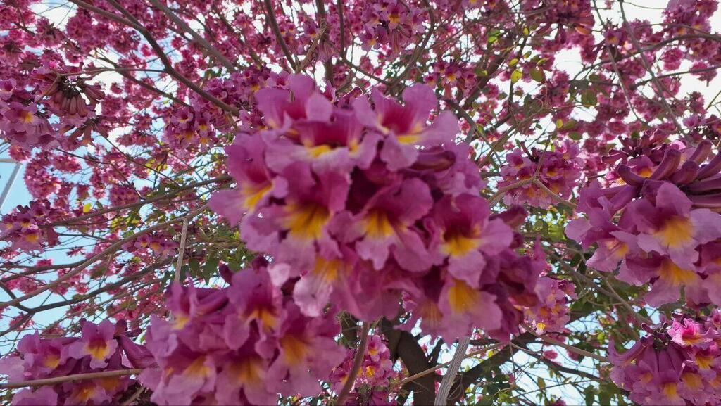 Не упустите момент сделать селфи в ореоле такой красоты (Фото: Анастасия Тадсон) Не упустите момент сделать селфи в ореоле такой красоты