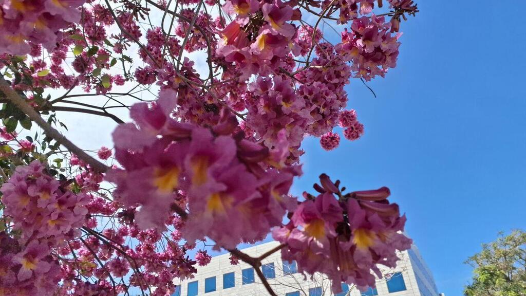 Табебуйя в Ришон ле-Ционе (Фото: Анастасия Тадсон) Табебуйя в Ришон ле-Ционе