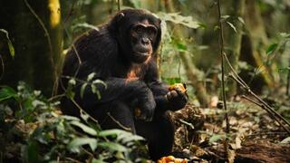 שימפנזה אוכל פרי