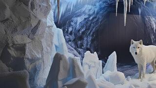 Выставка "Антарктика" 