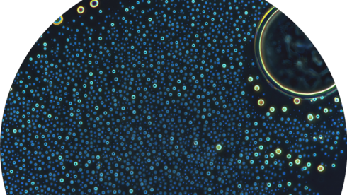 התארגנות עצמית של מולקולות דמויות פפטידים למבנים דמויי תאים 