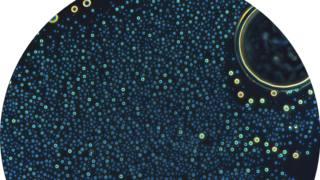 התארגנות עצמית של מולקולות דמויות פפטידים למבנים דמויי תאים 