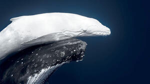 צילום של לווייתן מתוך תחרות צילומי הטבע של 2026 