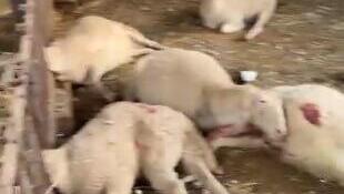 כבשים שנפגעו מנפילת רסיס