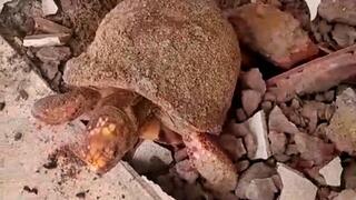 הצב ממין צהוב-רגליים, רגע אחרי חילוצו מהחלל התת-קרקעי בו שהה במשך כעשור