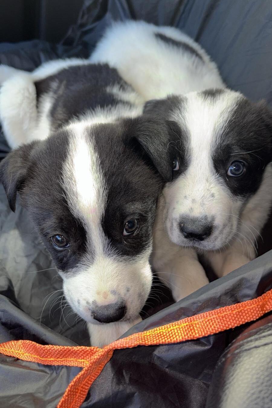 שניים מגוריהן של סנטנה ובריטני בבית האומנה