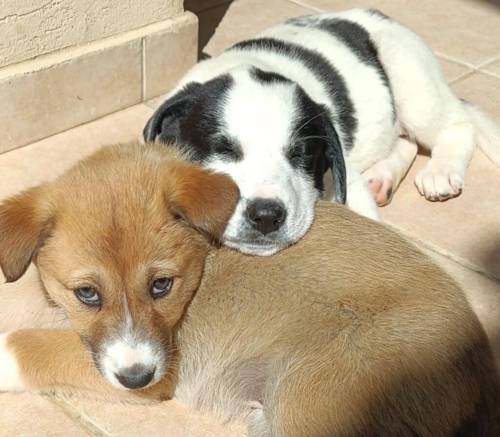 חלק מהגורים של שתי האימהות (סנטנה ובריטני) בבית האומנה