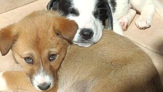 חלק מהגורים של שתי האימהות (סנטנה ובריטני) בבית האומנה