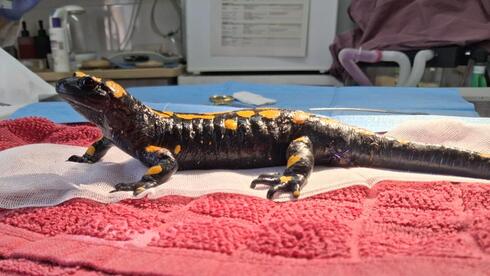 טיפול צמוד מהמטפלת הראשית. הסלמנדרה הפצועה