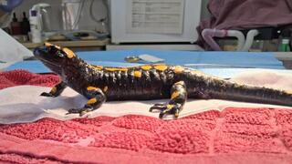 טיפול צמוד מהמטפלת הראשית. הסלמנדרה הפצועה