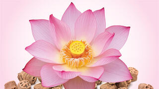 הלוטוס הקדוש. כמעט כל חלקי הצמח נמצאים בשימוש מסורתי